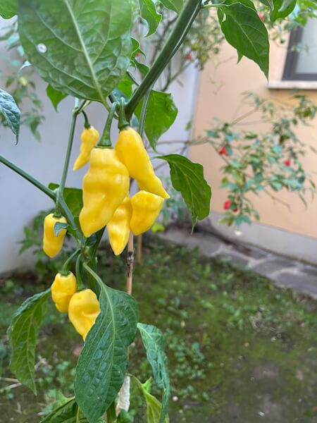 Habanero Hot Lemon